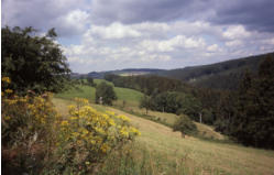 Von rechts mndet hier auch der Hennersdorfer Bach ein, das grte Nebengewsser des oberen Weieritztales. In dessen Aue wie auch beidseits des weiteren Weieritzverlaufes sind noch einige artenreiche Berg- und Nasswiesen bzw. Hochstaudenfluren erhalten 