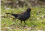 Amsel