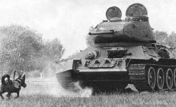 Hund gegen Panzer: Russen setzten im Zweiten Weltkrieg auf verminte Vierbeiner.PD